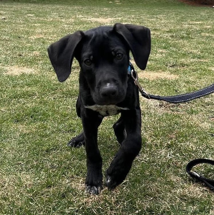 Hammer, an adopted mixed breed in Bethlehem, PA image 5/6