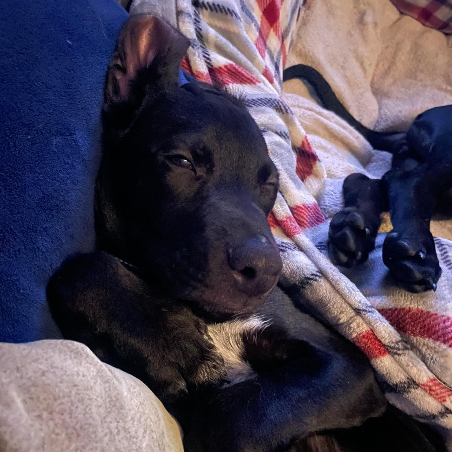 Hammer, an adopted mixed breed in Bethlehem, PA image 6/6