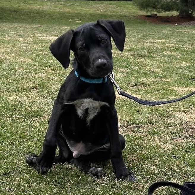 Hammer, an adopted mixed breed in Bethlehem, PA image 2/6