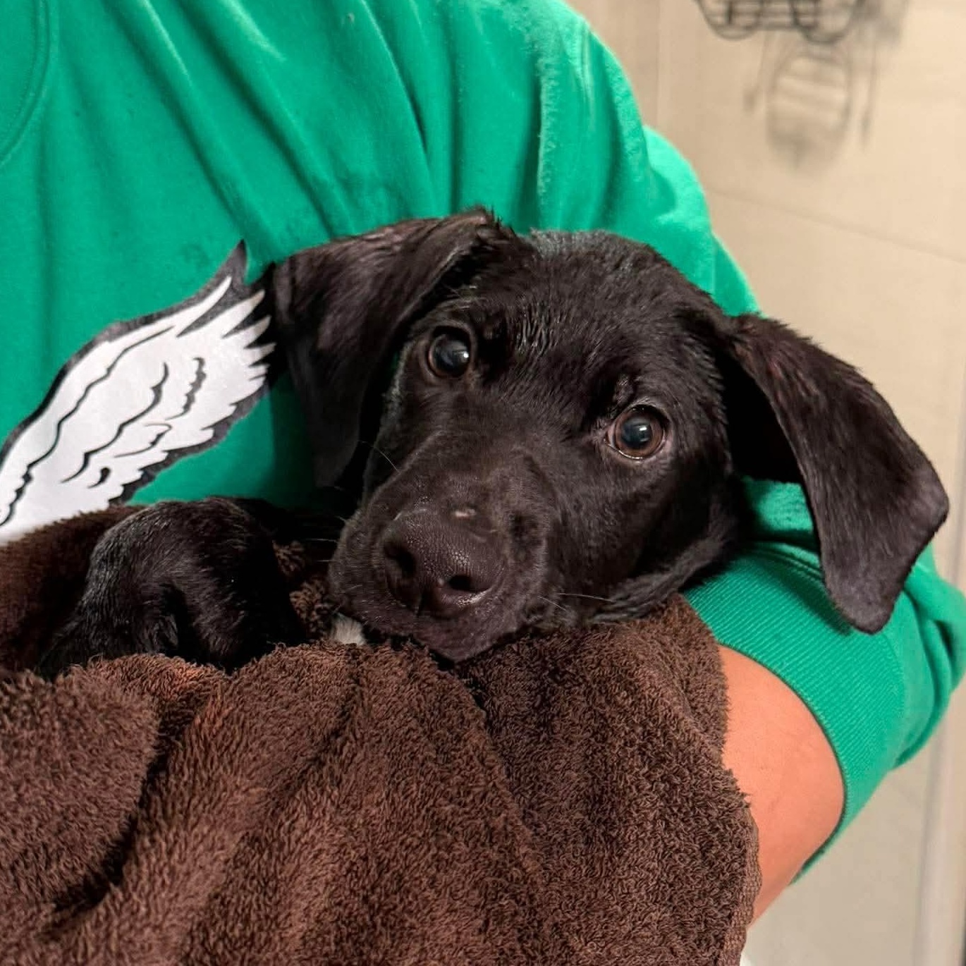 Hammer, an adopted mixed breed in Bethlehem, PA image 4/6