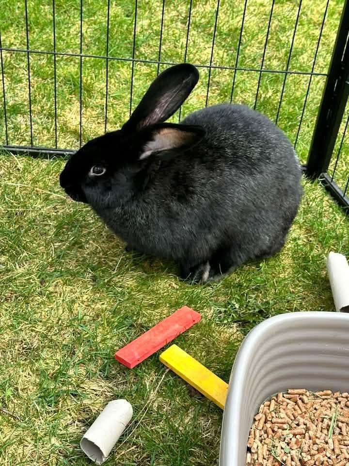 Enlarge Fluffy, a Adopted mixed breed in Spokane, WA image 1/5