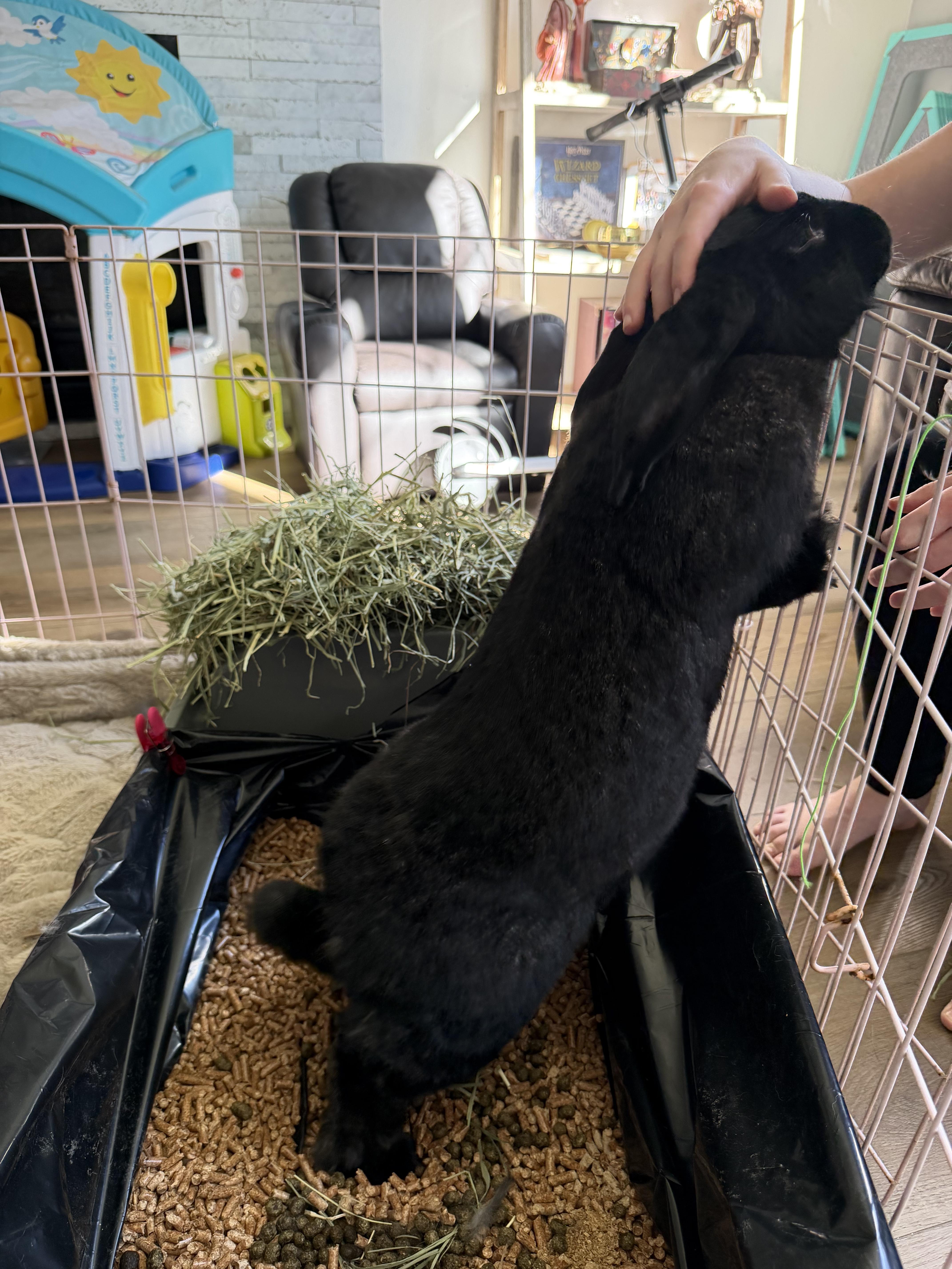 Enlarge Fluffy, a Adopted mixed breed in Spokane, WA image 4/5