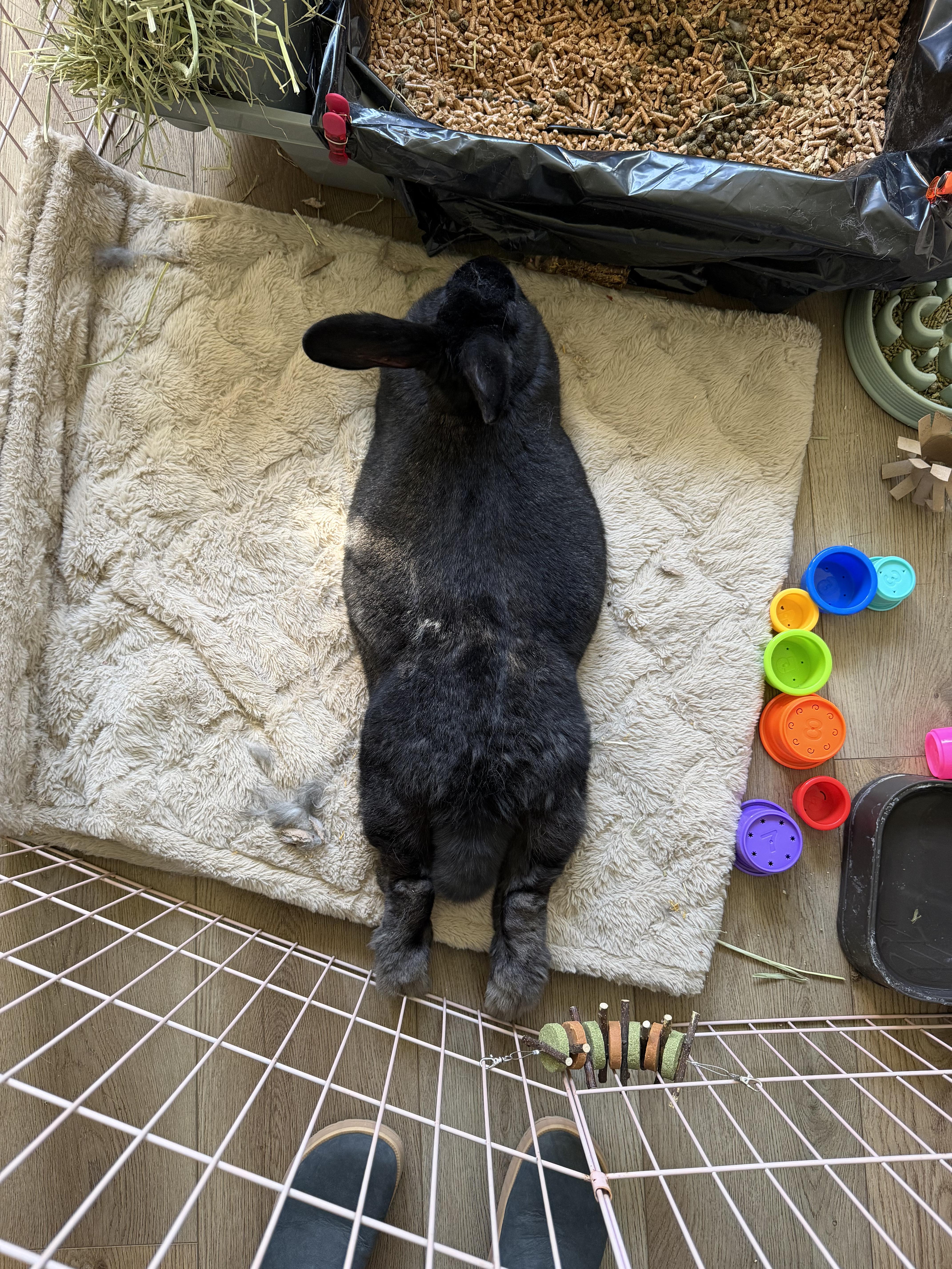 Enlarge Fluffy, a Adopted mixed breed in Spokane, WA image 2/5