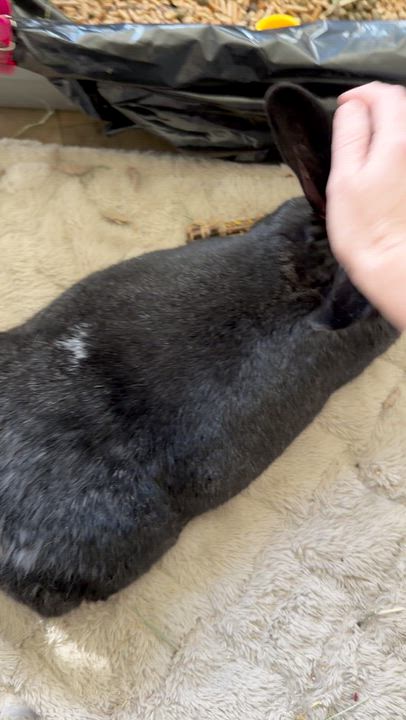 Enlarge Fluffy, a Adopted mixed breed in Spokane, WA video 3/5