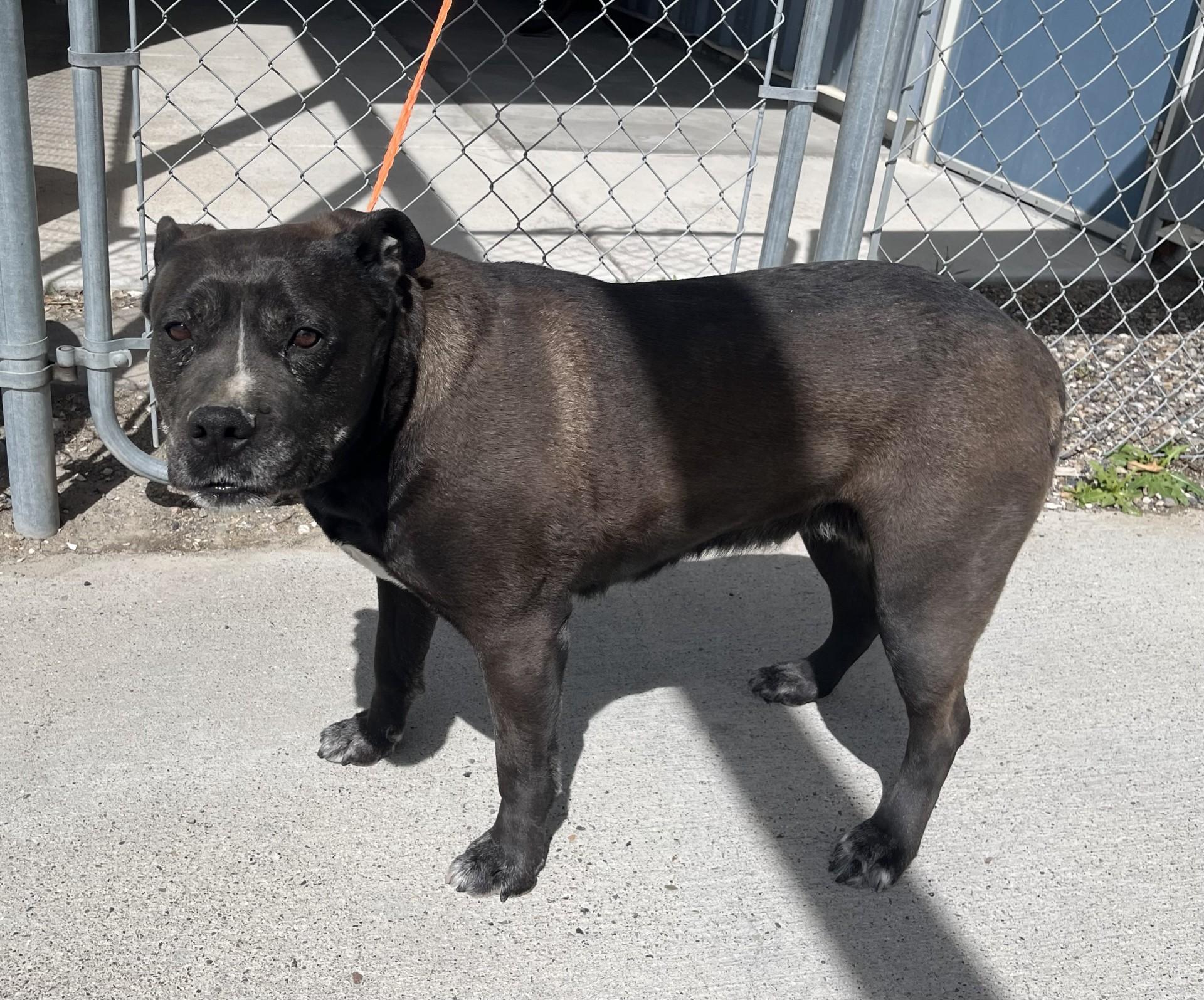 60697908, ADOPTABLE, Adult Female Pit Bull Terrier.