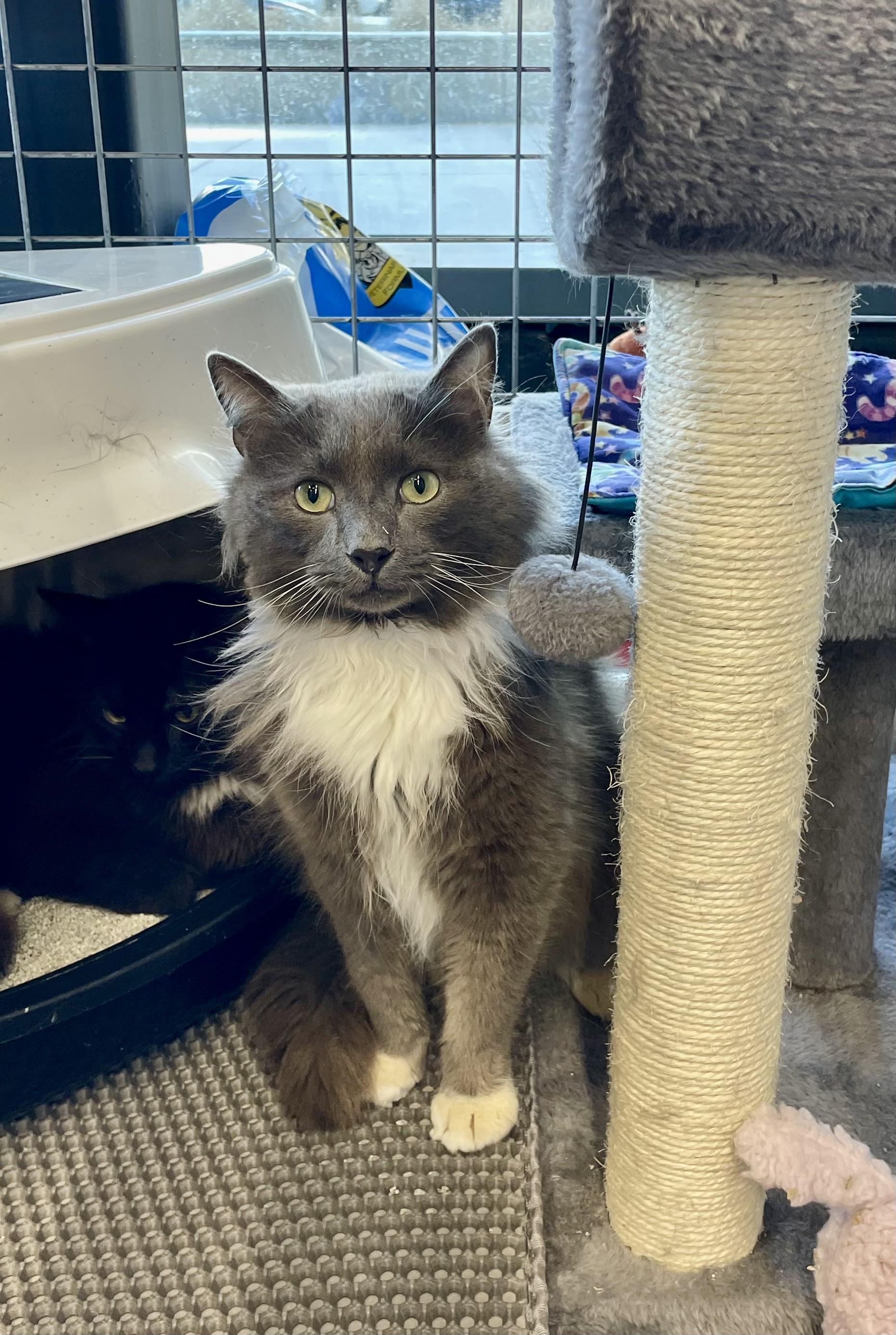 Crookshanks-Pet Valu Mavis