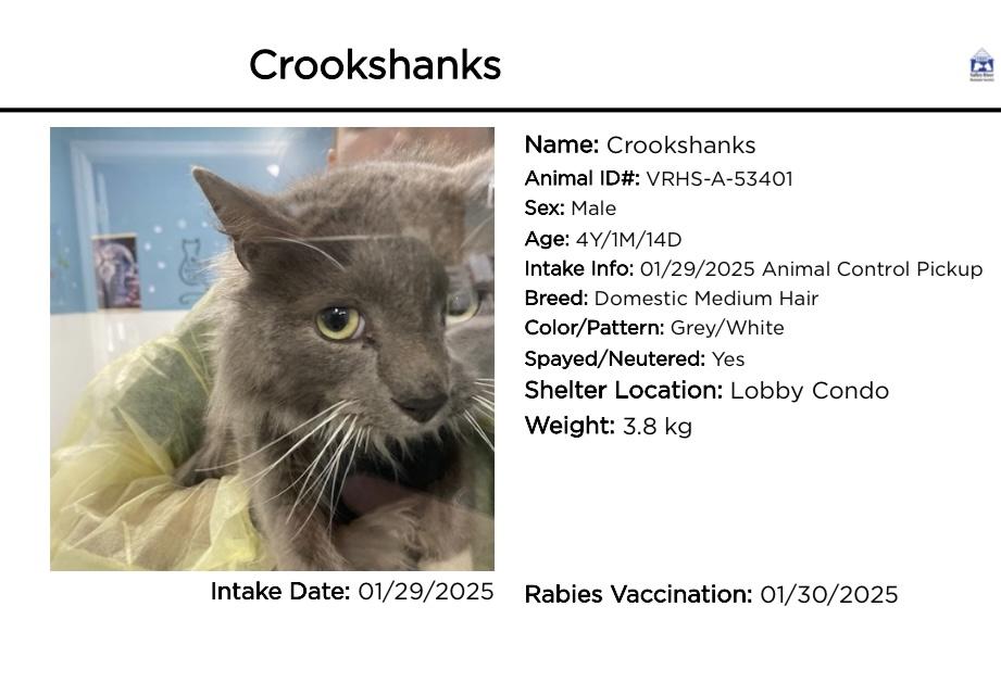 Crookshanks-Pet Valu Mavis
