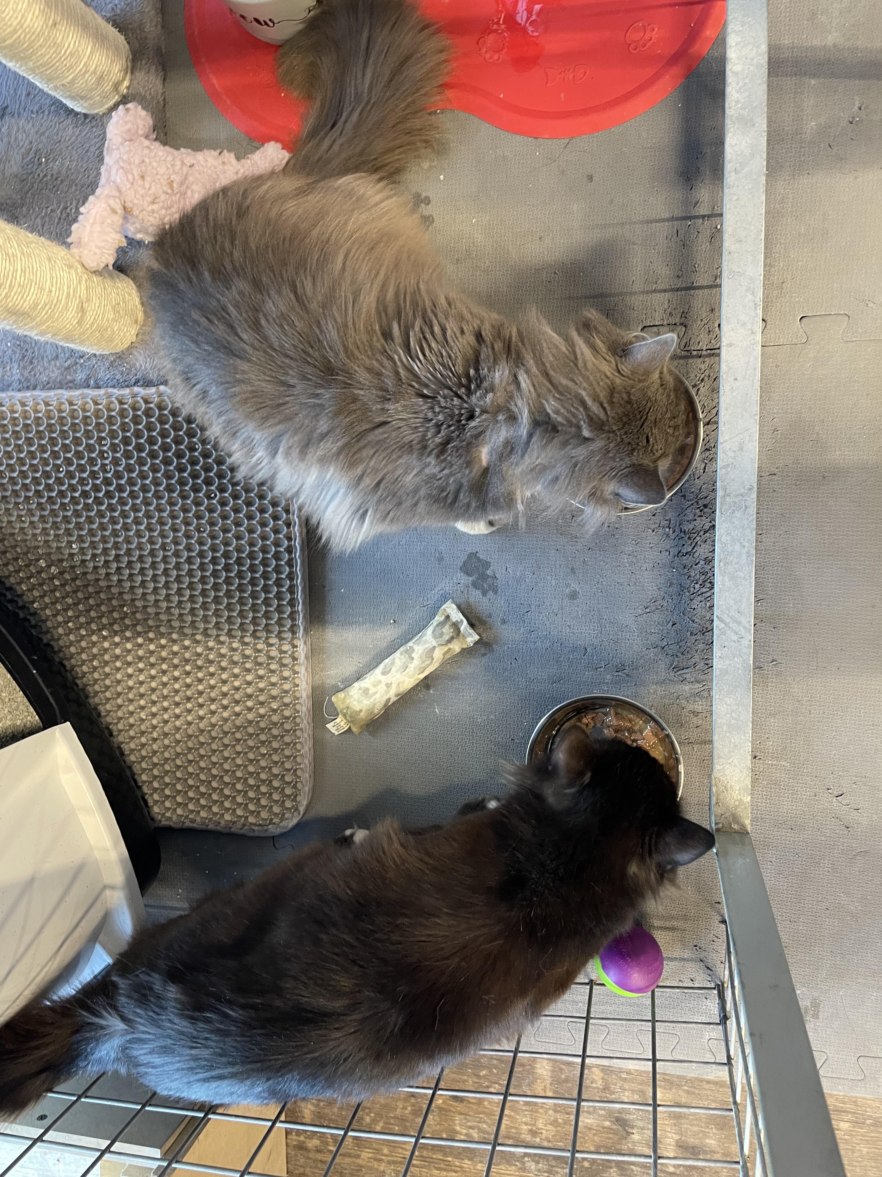 Crookshanks-Pet Valu Mavis