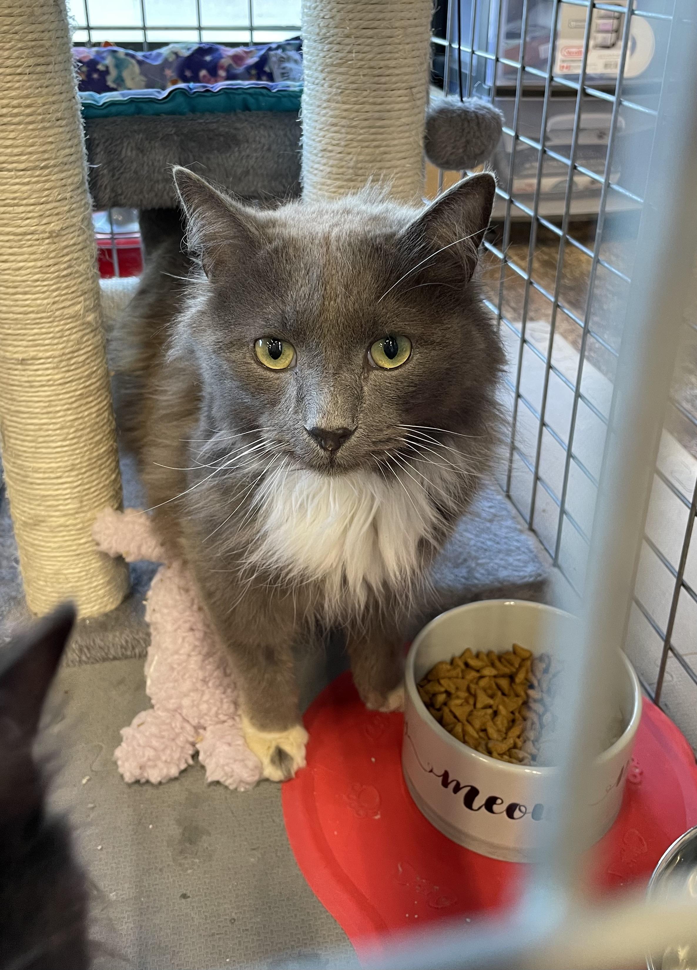 Crookshanks-Pet Valu Mavis