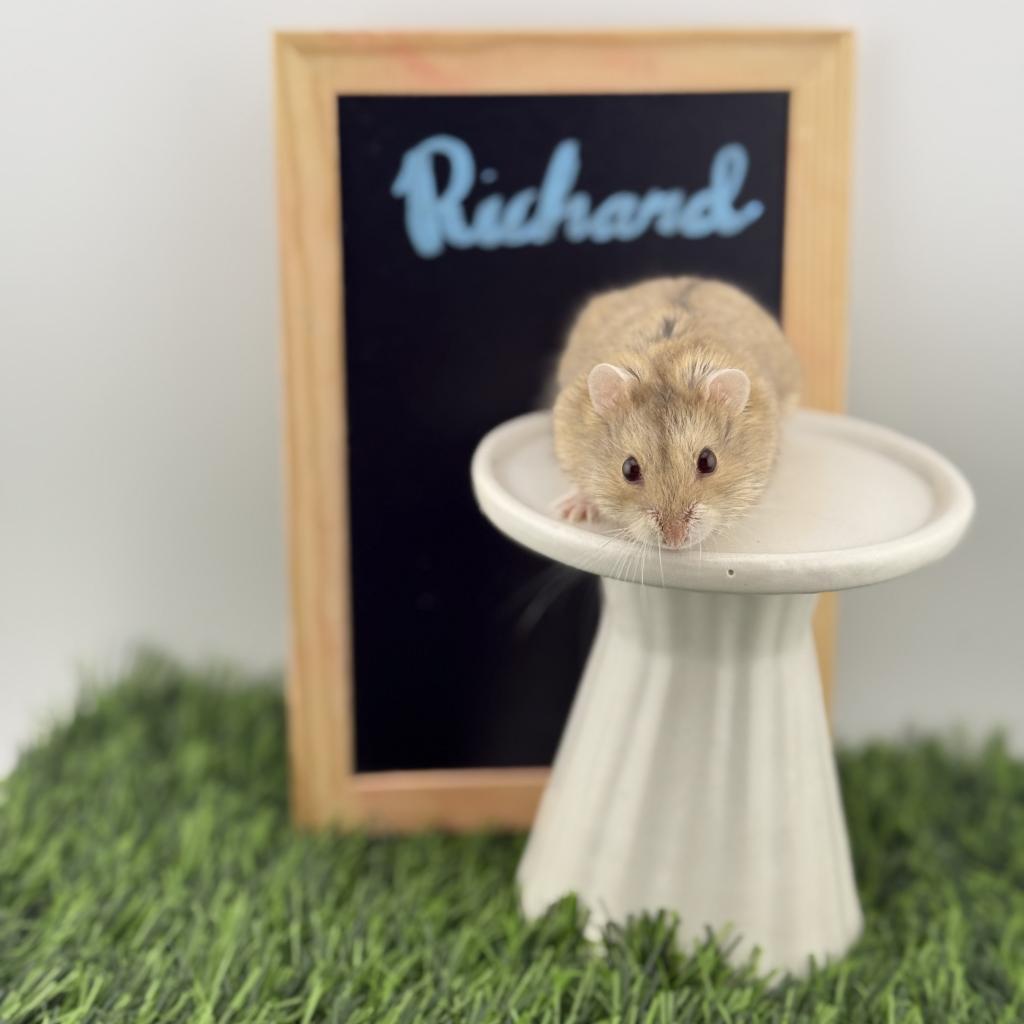 Richard, Adoptable, Adult Male Dwarf Hamster.