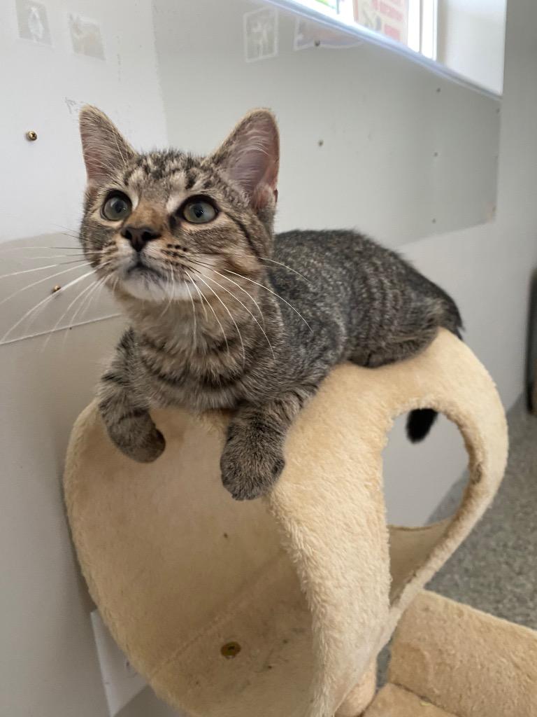 Enlarge Queen Anne's Lace, a Adoptable mixed breed in Van Wert, OH image 1/1