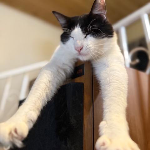 PeekAboo, Adoptable, Young Male Domestic Medium Hair.