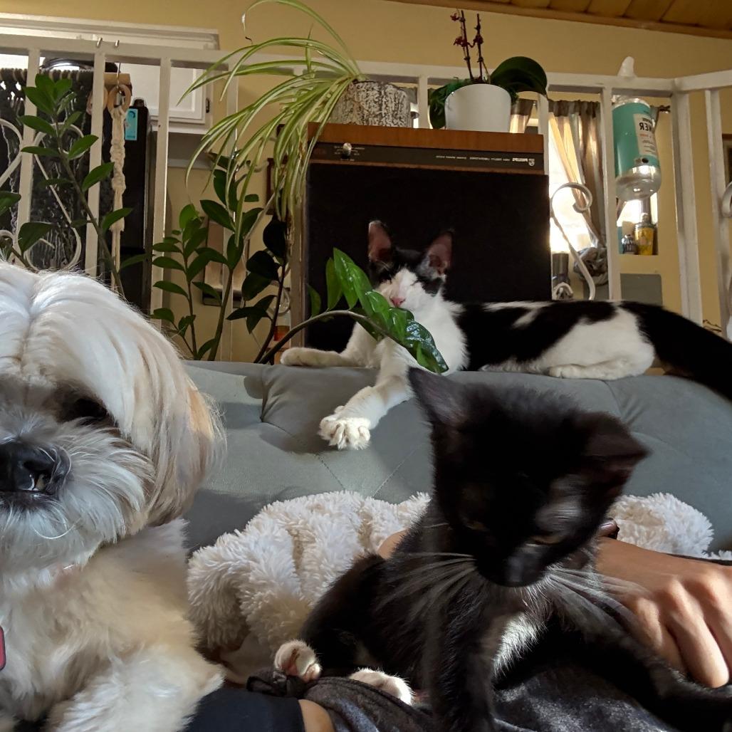 Enlarge PeekAboo, a Adoptable Domestic Medium Hair in Los Angeles, CA image 2/6