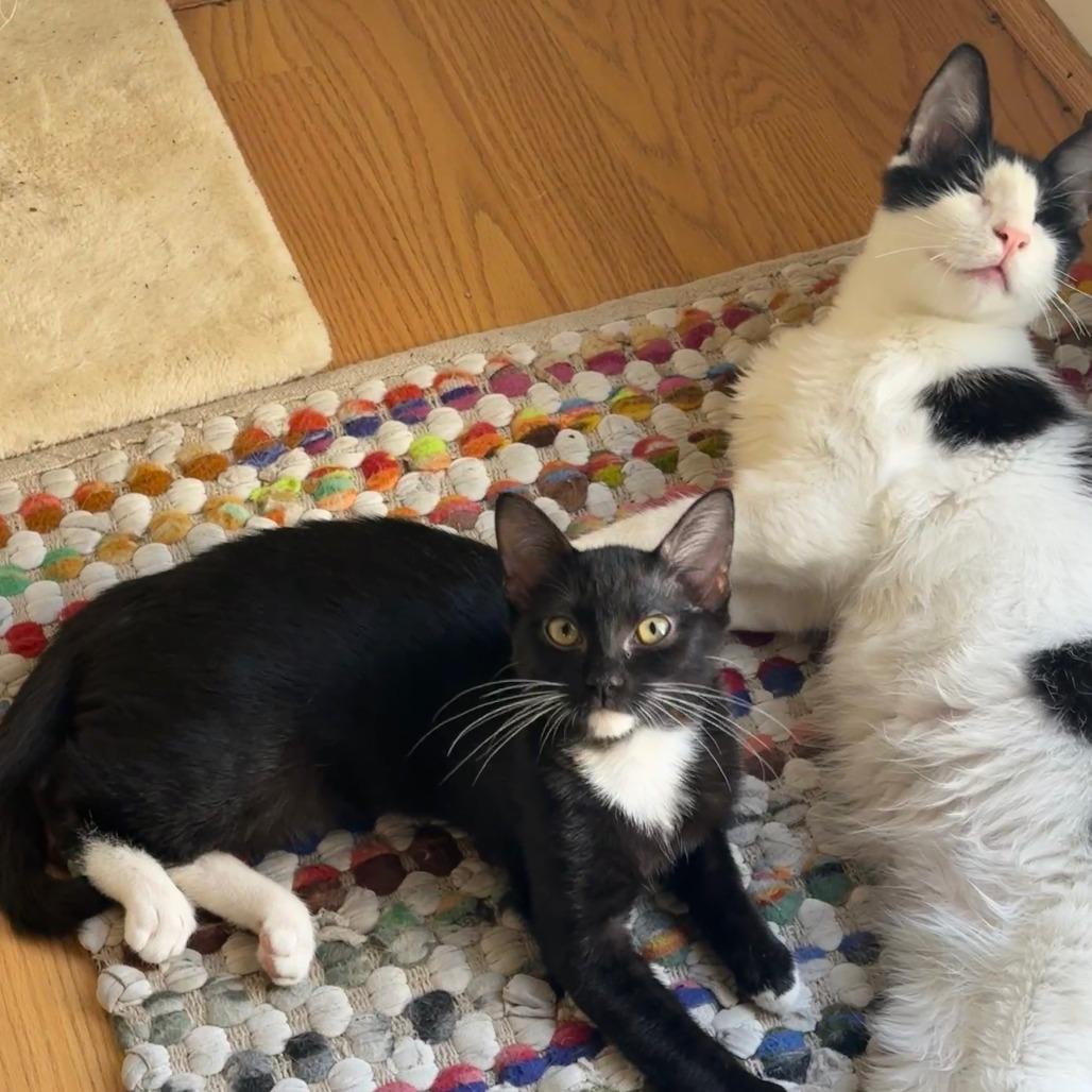 Enlarge PeekAboo, a Adoptable Domestic Medium Hair in Los Angeles, CA image 3/6