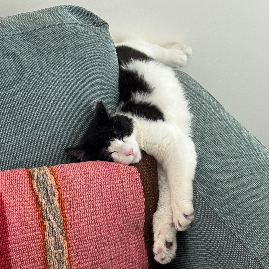 Enlarge PeekAboo, a Adoptable Domestic Medium Hair in Los Angeles, CA image 4/6