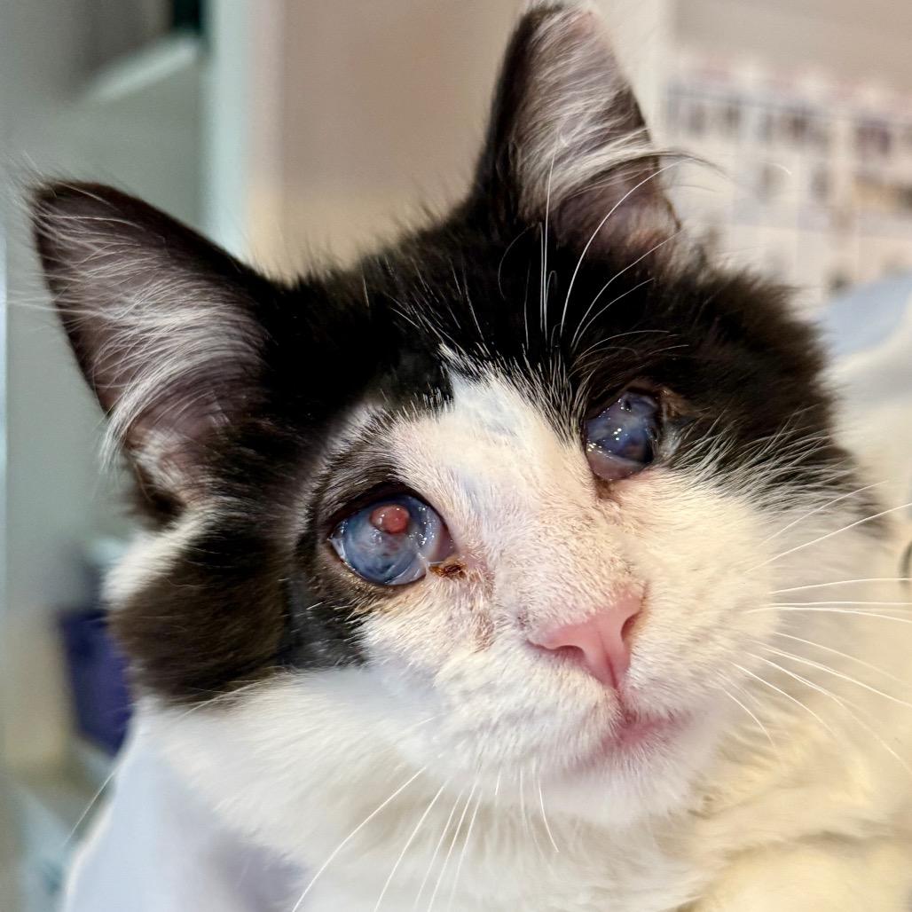 Enlarge PeekAboo, a Adoptable Domestic Medium Hair in Los Angeles, CA image 5/6