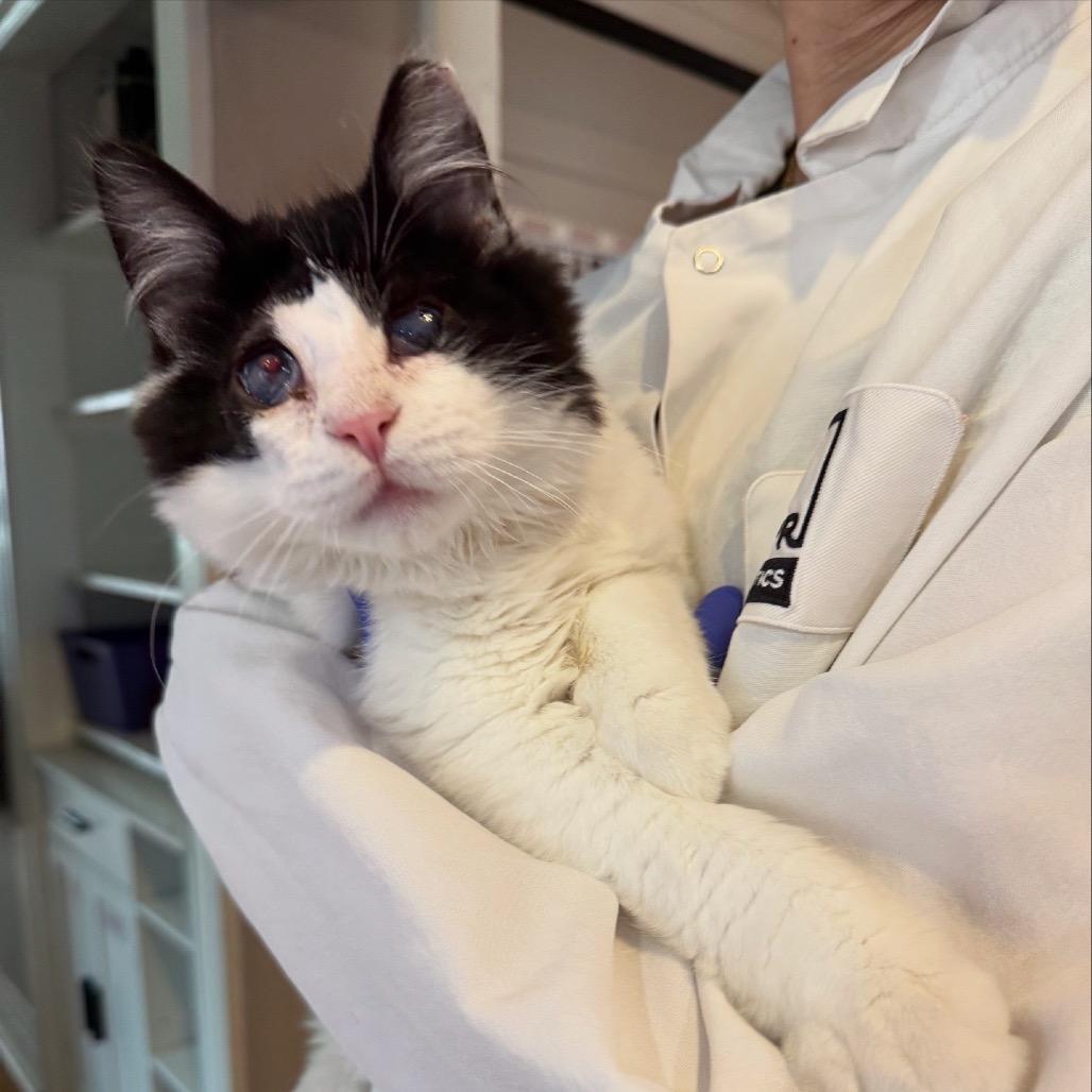 Enlarge PeekAboo, a Adoptable Domestic Medium Hair in Los Angeles, CA image 6/6