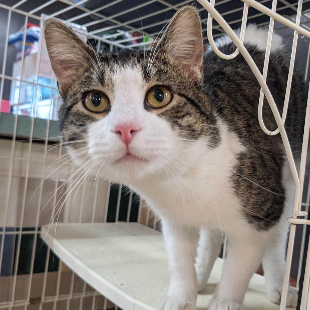 McNasty LR1, Adoptable, Young Male Domestic Short Hair.