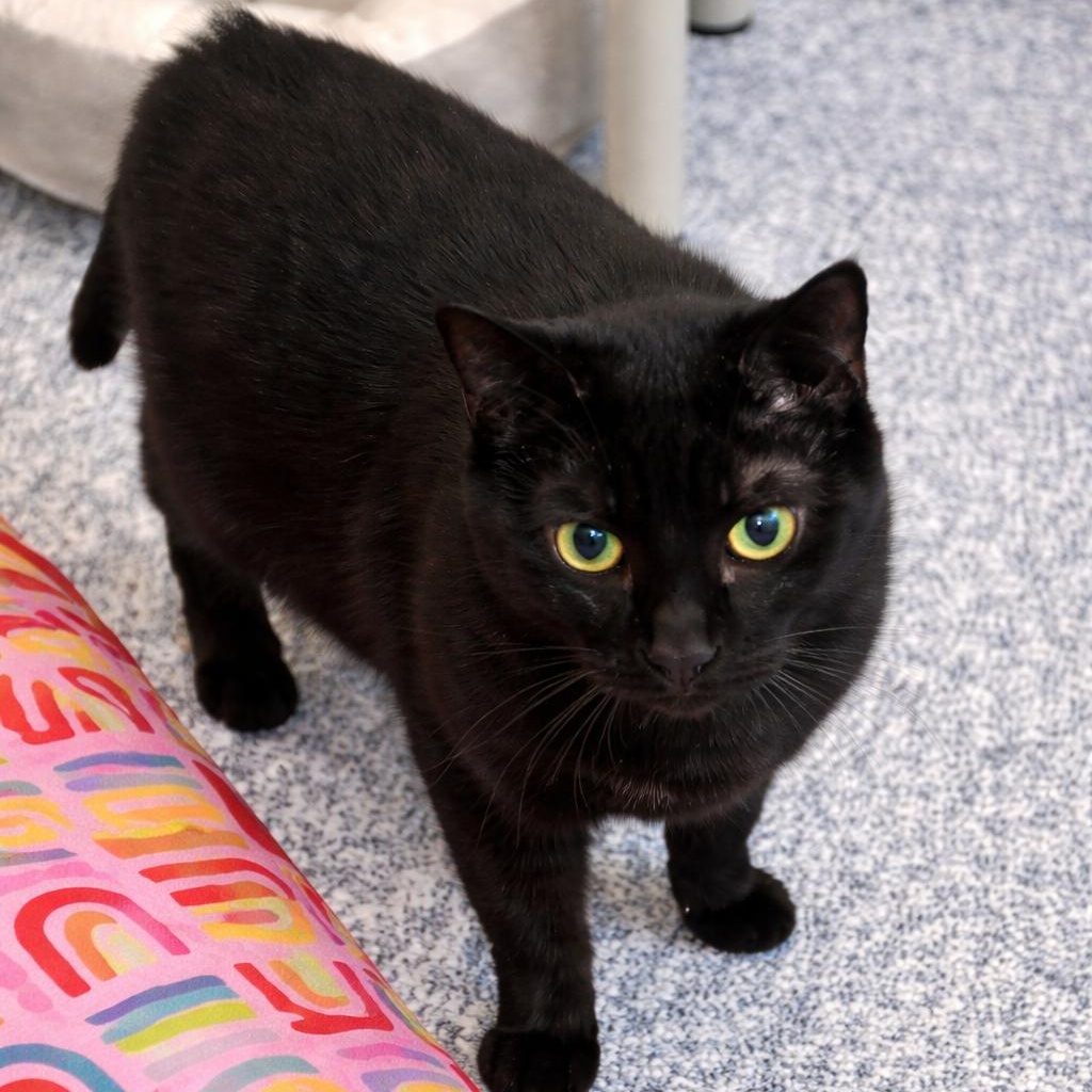 Enlarge Bubba, a ADOPTABLE Domestic Short Hair in Stafford, VA image 1/1