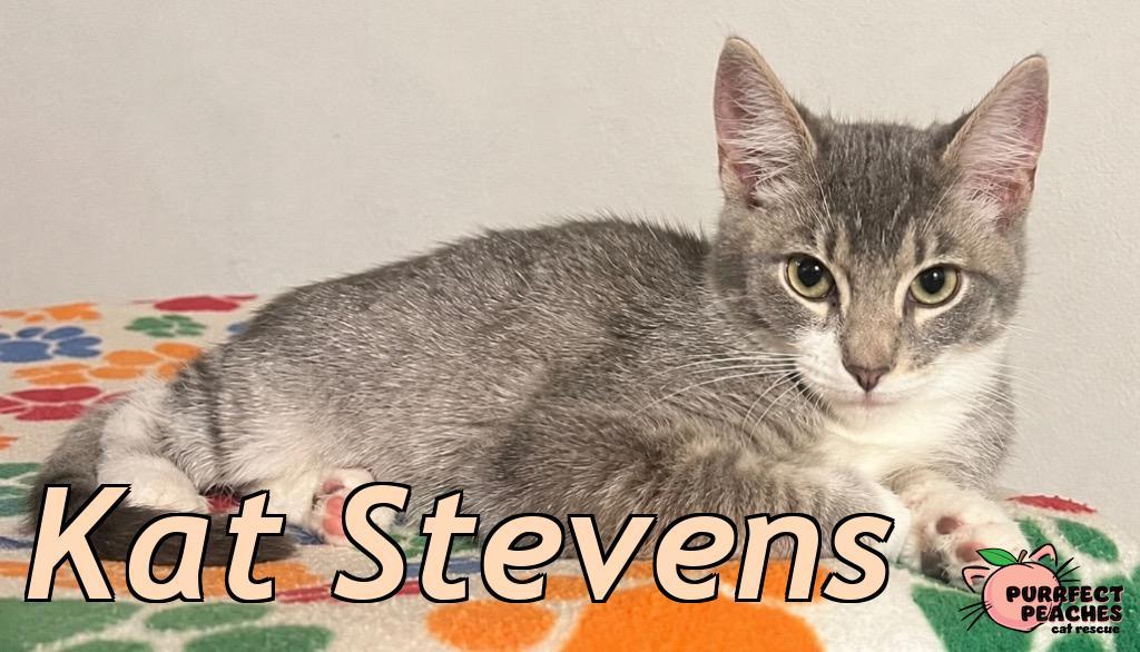 Kat Stevens, Adoptable, Kitten Male Domestic Short Hair.