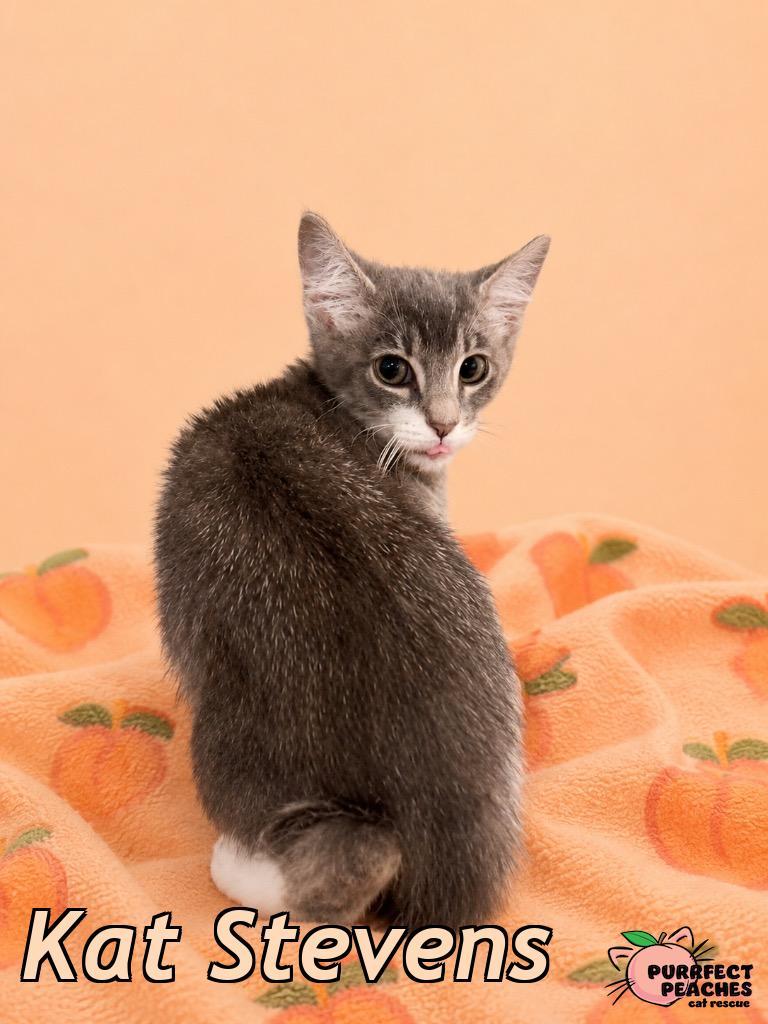 Enlarge Kat Stevens, a Adoptable mixed breed in Douglasville, GA image 2/2