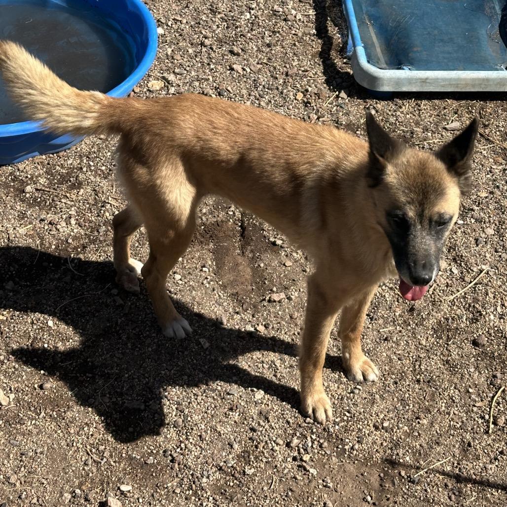 Vamp, Adoptable, Senior Female Mixed Breed.