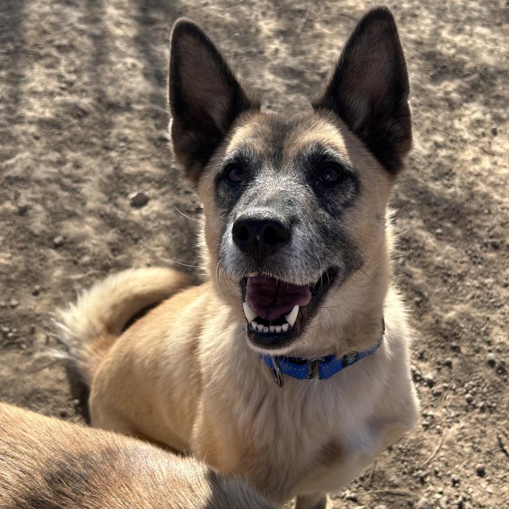 Enlarge Vamp, a Adoptable Mixed Breed in Flagstaff, AZ image 1/6