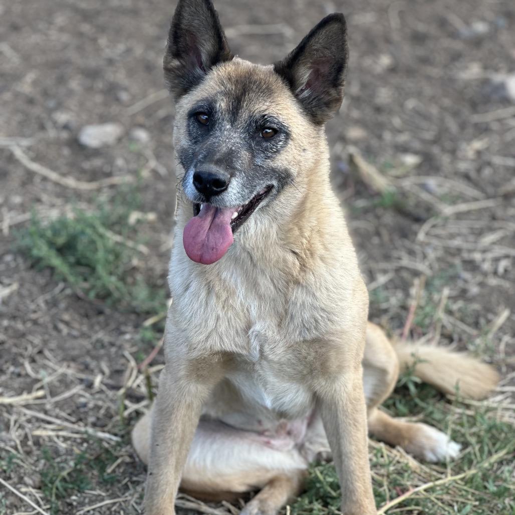 Vamp, a Adoptable Mixed Breed in Flagstaff, AZ image 2/5