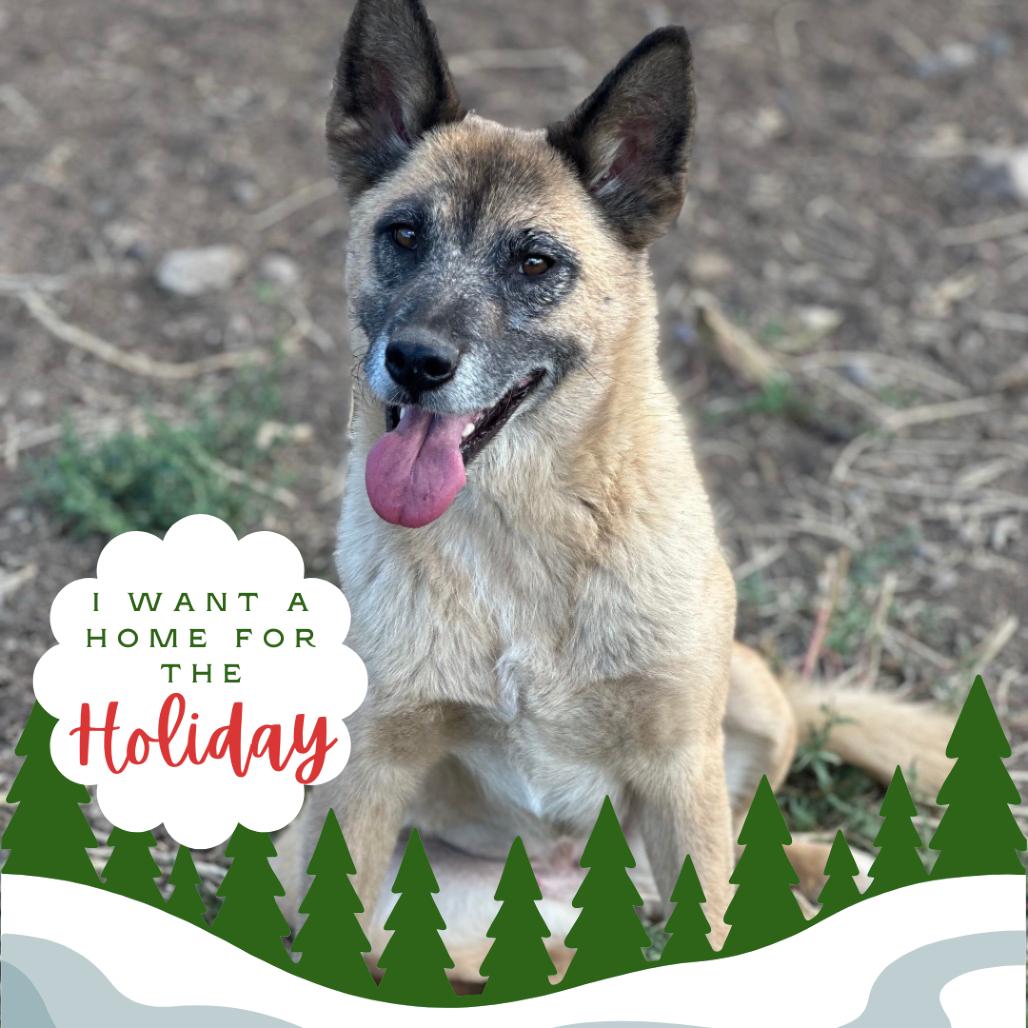 Vamp, a Adoptable Mixed Breed in Flagstaff, AZ image 3/5