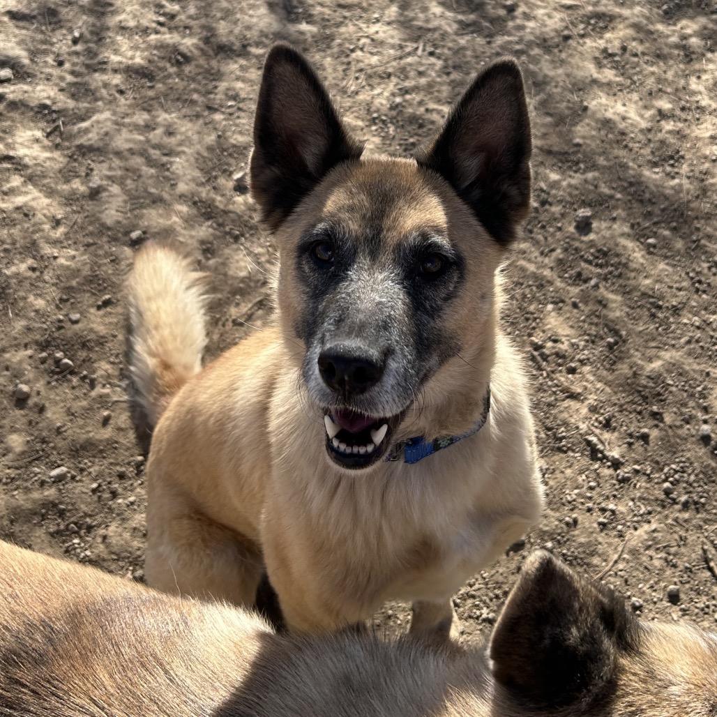 Enlarge Vamp, a Adoptable Mixed Breed in Flagstaff, AZ image 3/6