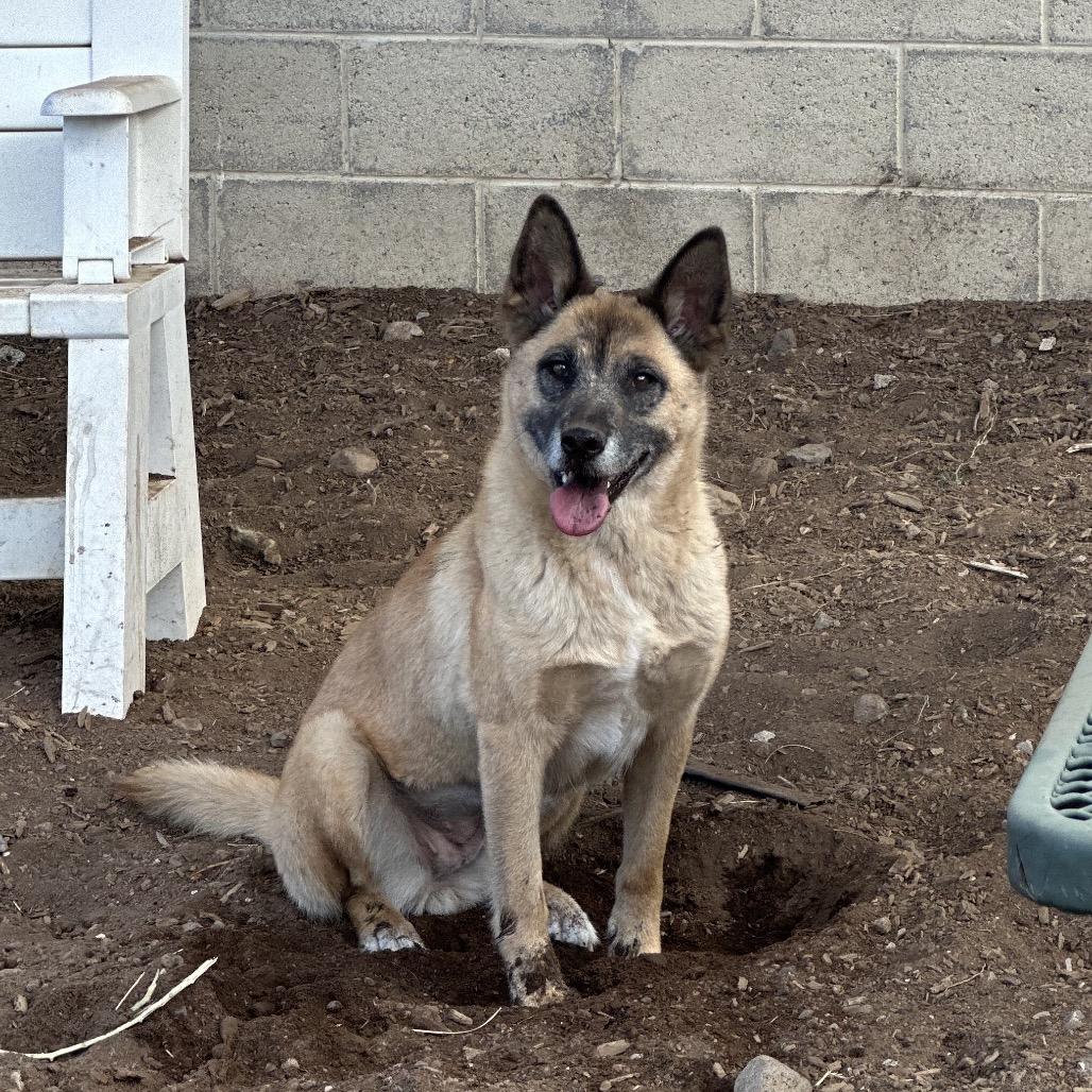 Vamp, a Adoptable Mixed Breed in Flagstaff, AZ image 4/5