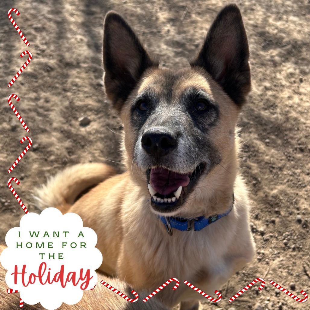 Enlarge Vamp, a Adoptable Mixed Breed in Flagstaff, AZ image 5/6