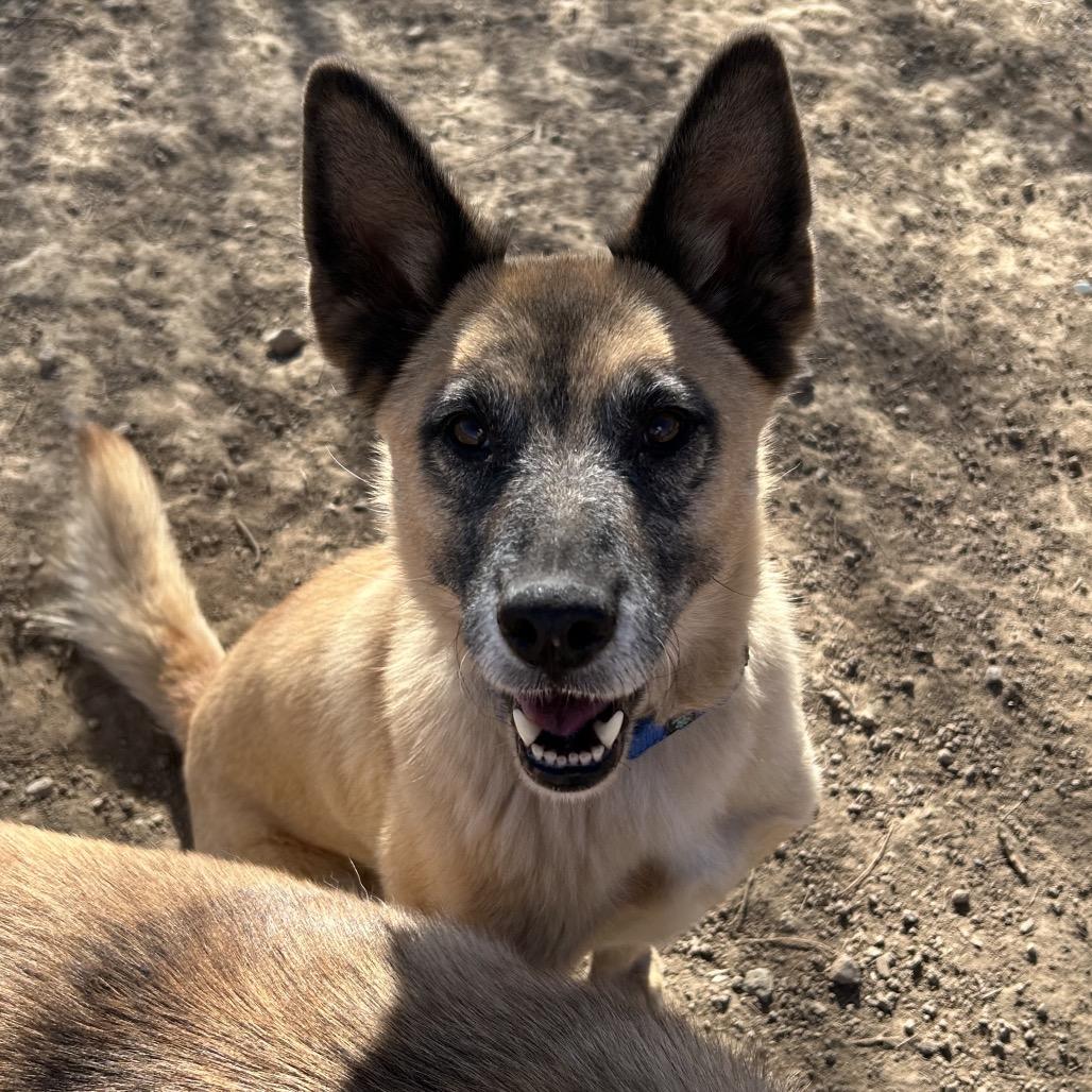 Enlarge Vamp, a Adoptable Mixed Breed in Flagstaff, AZ image 6/6