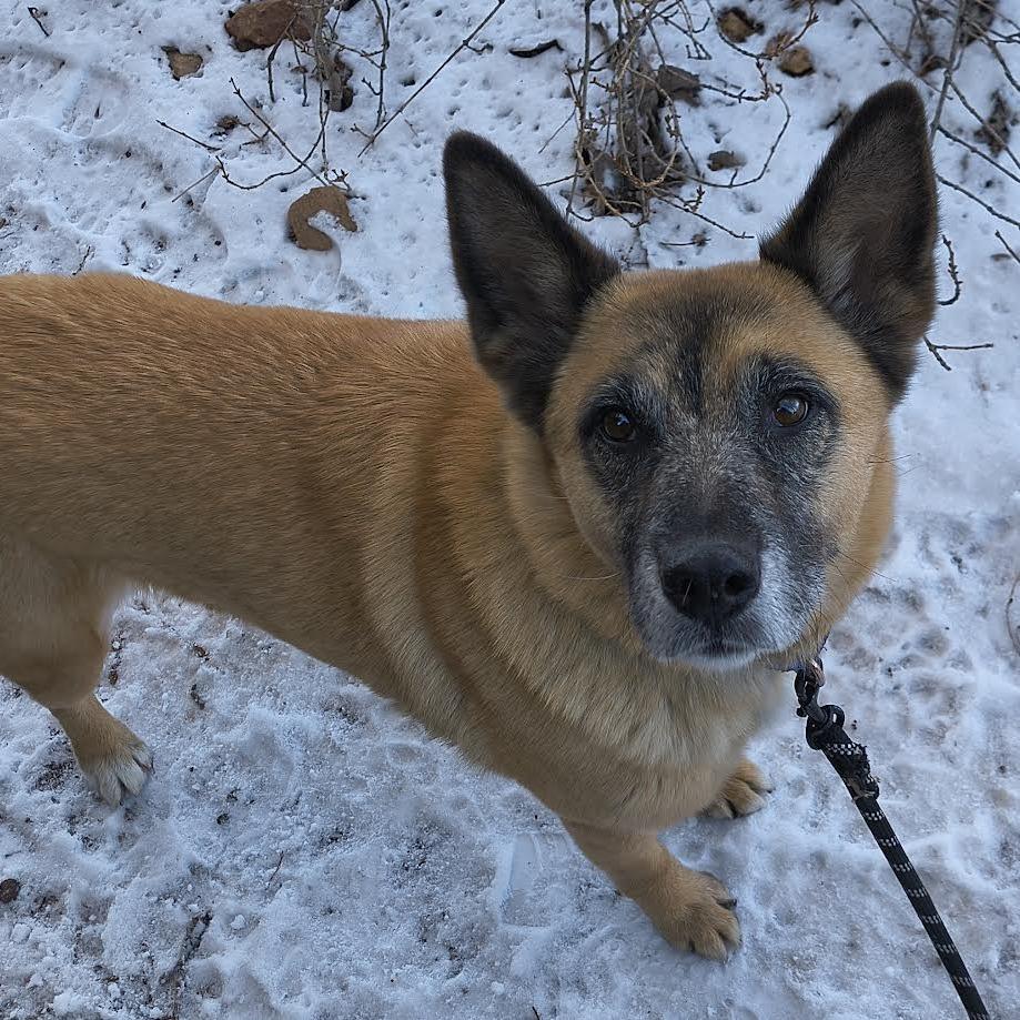 Enlarge Vamp - in foster!, a Adoptable Mixed Breed in Flagstaff, AZ image 6/6