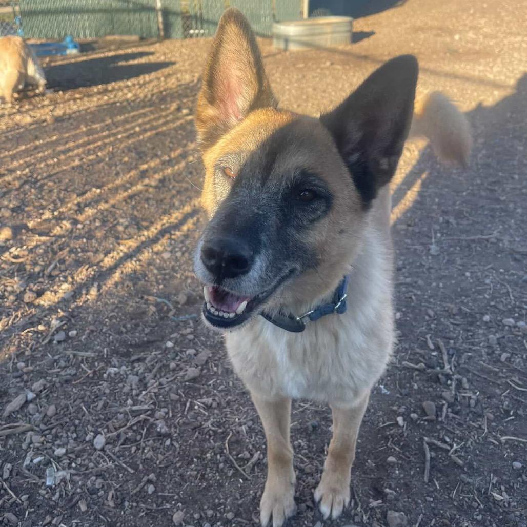 Enlarge Vamp- In foster!, a Adoptable Mixed Breed in Flagstaff, AZ image 6/6