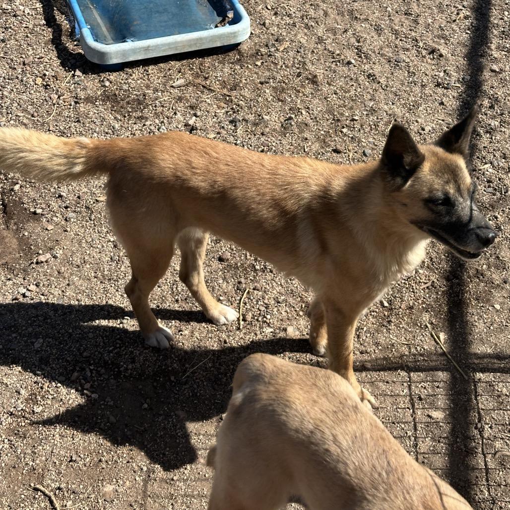 Vamp, a Adoptable Mixed Breed in Flagstaff, AZ image 5/5