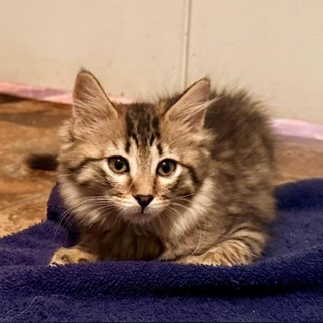 Linh, Adoptable, Kitten Female Domestic Medium Hair.
