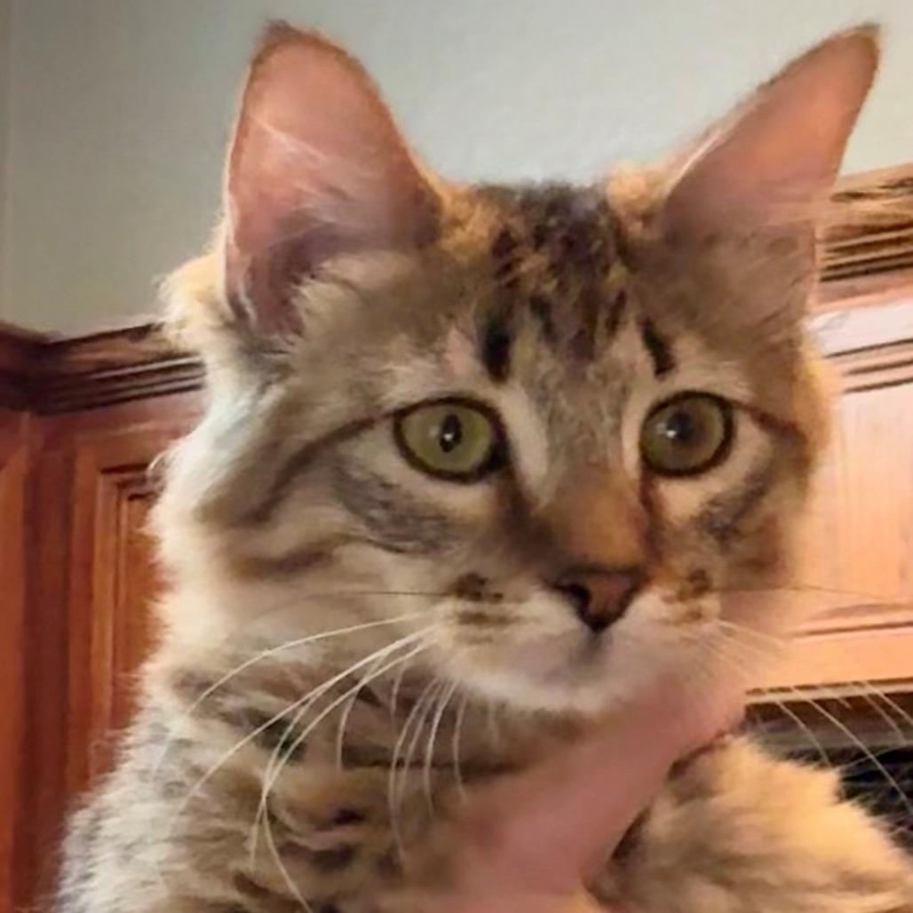Linh, Adoptable, Young Female Domestic Medium Hair.