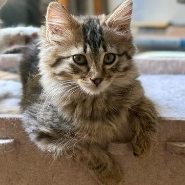 Enlarge Linh, a Adoptable Domestic Medium Hair in Las Vegas, NV image 2/6