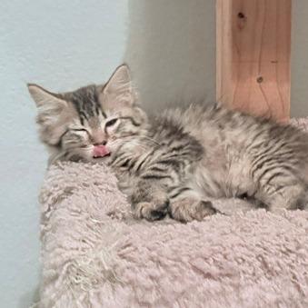 Enlarge Linh, a Adoptable Domestic Medium Hair in Las Vegas, NV image 3/6