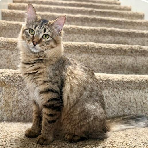 Enlarge Linh, a Adoptable Domestic Medium Hair in Las Vegas, NV image 3/6