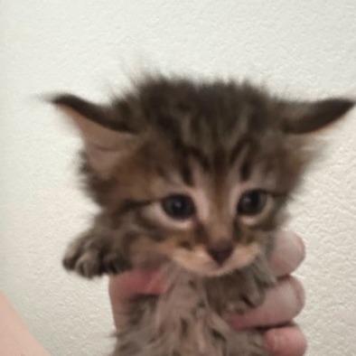 Enlarge Linh, a Adoptable Domestic Medium Hair in Las Vegas, NV image 4/6