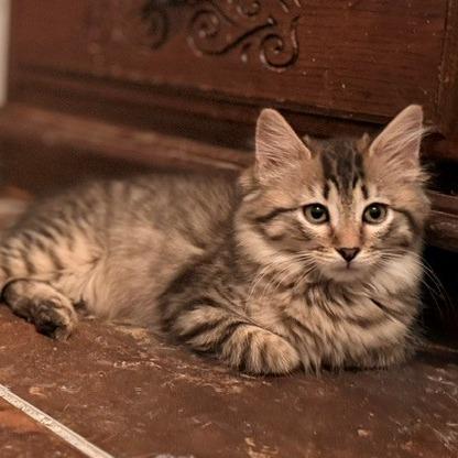 Enlarge Linh, a Adoptable Domestic Medium Hair in Las Vegas, NV image 5/6