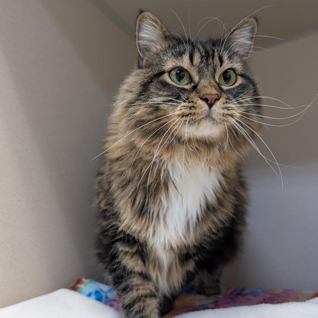 Penelope, a Adoptable Domestic Long Hair in Great Falls, MT image 1/6