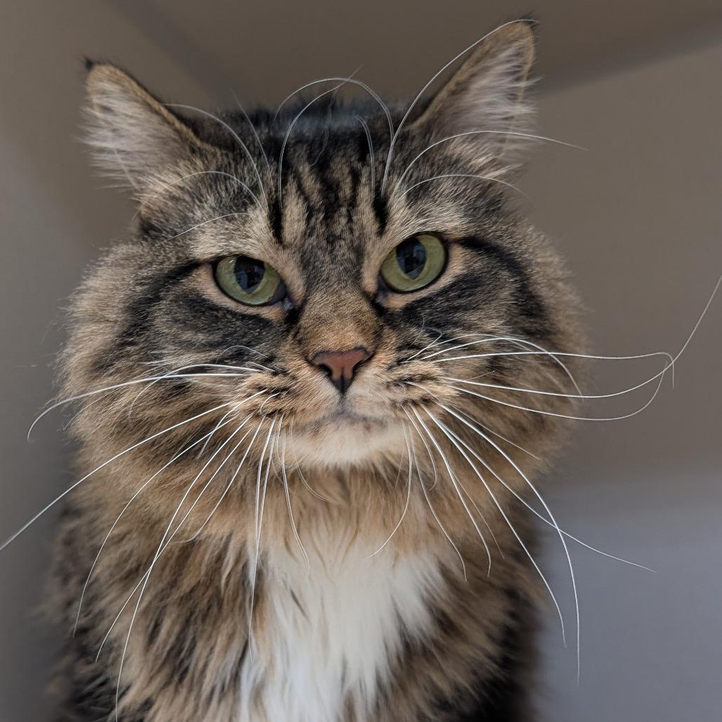 Penelope, a Adoptable Domestic Long Hair in Great Falls, MT image 3/6