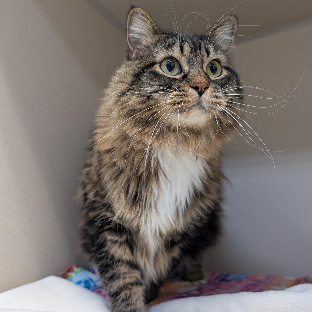 Penelope, a Adoptable Domestic Long Hair in Great Falls, MT image 4/6