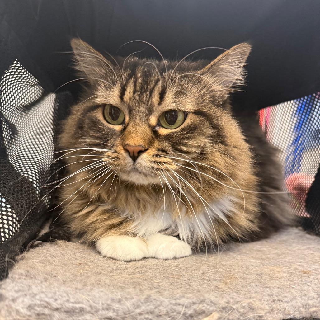 Penelope, a Adoptable Domestic Long Hair in Great Falls, MT image 5/6