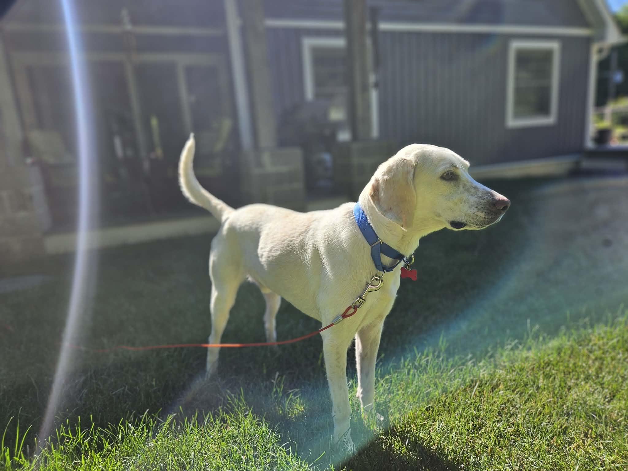 Enlarge Louis, a ADOPTABLE mixed breed in Succasunna, NJ image 4/5