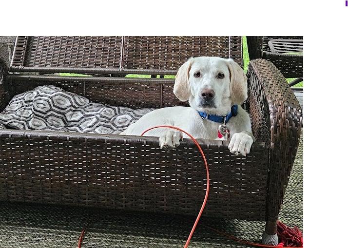 Enlarge Louis, a ADOPTABLE mixed breed in Succasunna, NJ image 3/5