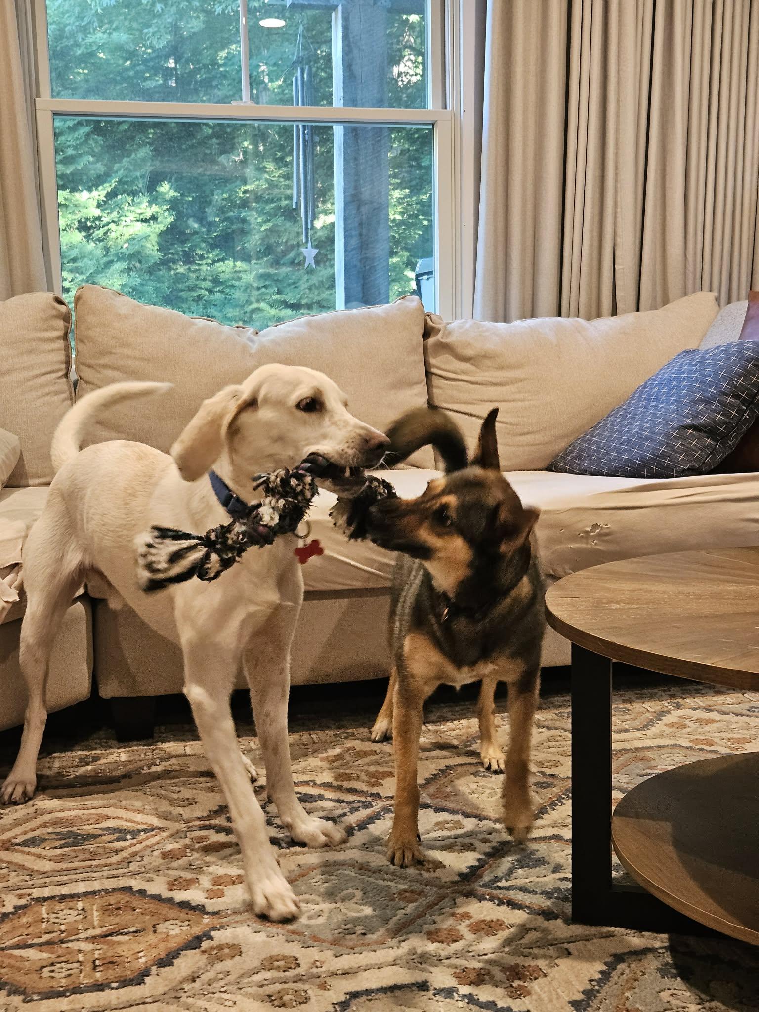 Enlarge Louis, a ADOPTABLE mixed breed in Succasunna, NJ image 5/5